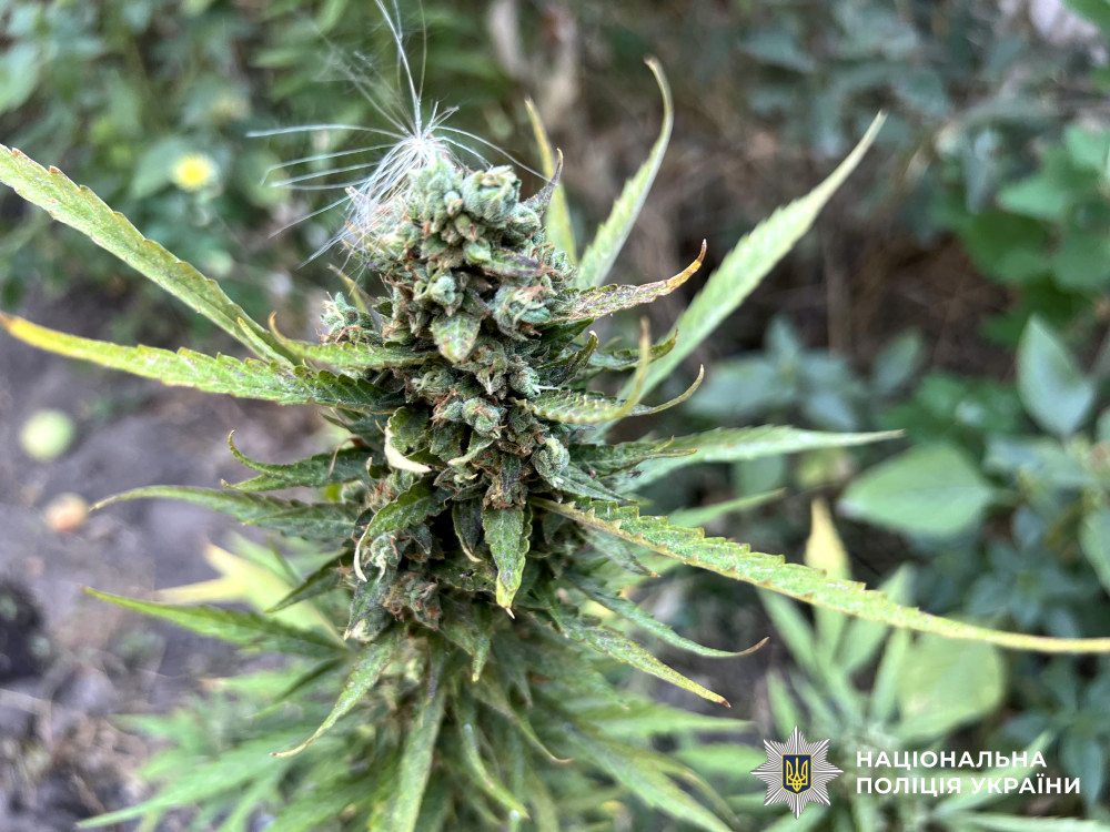 3978 image for slide