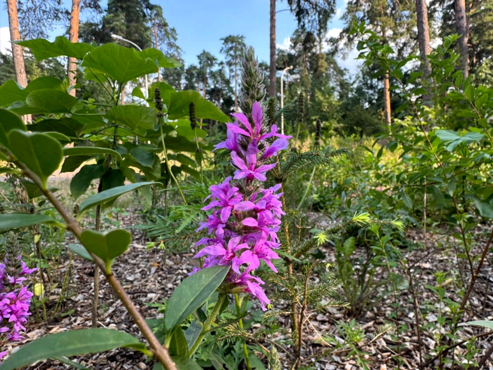 5415 image for slide