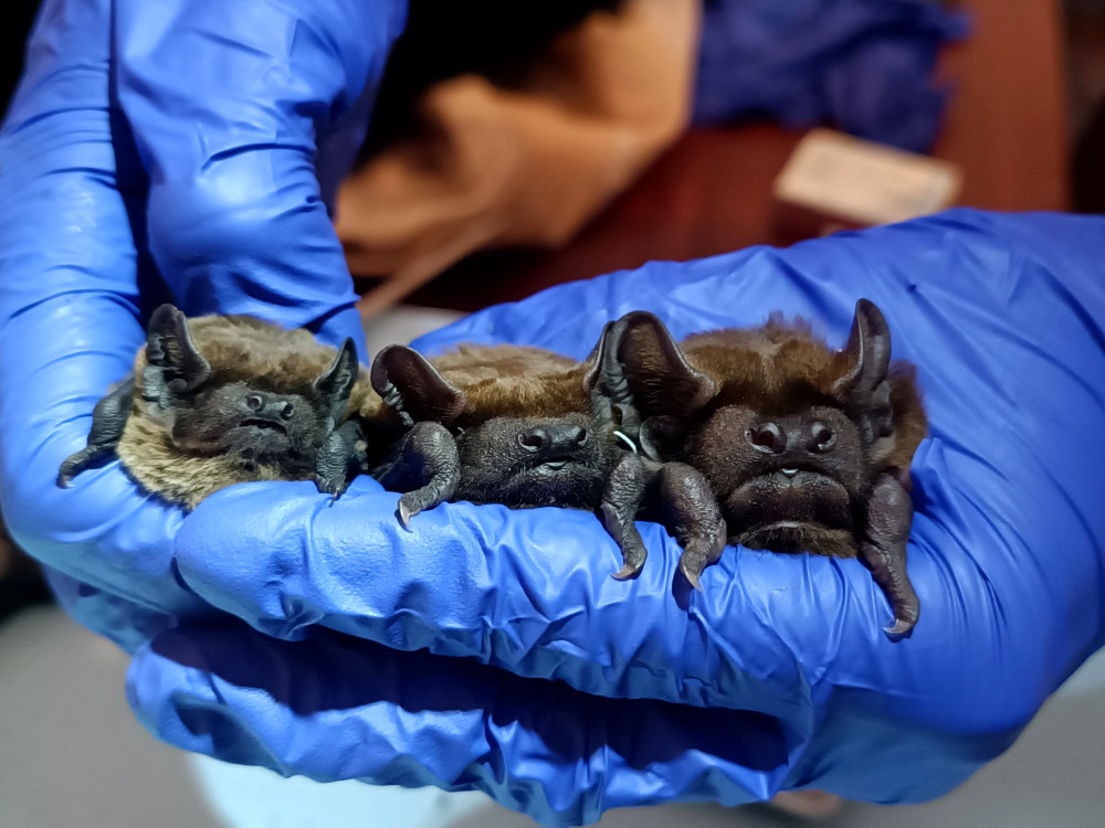 5650 image for slide