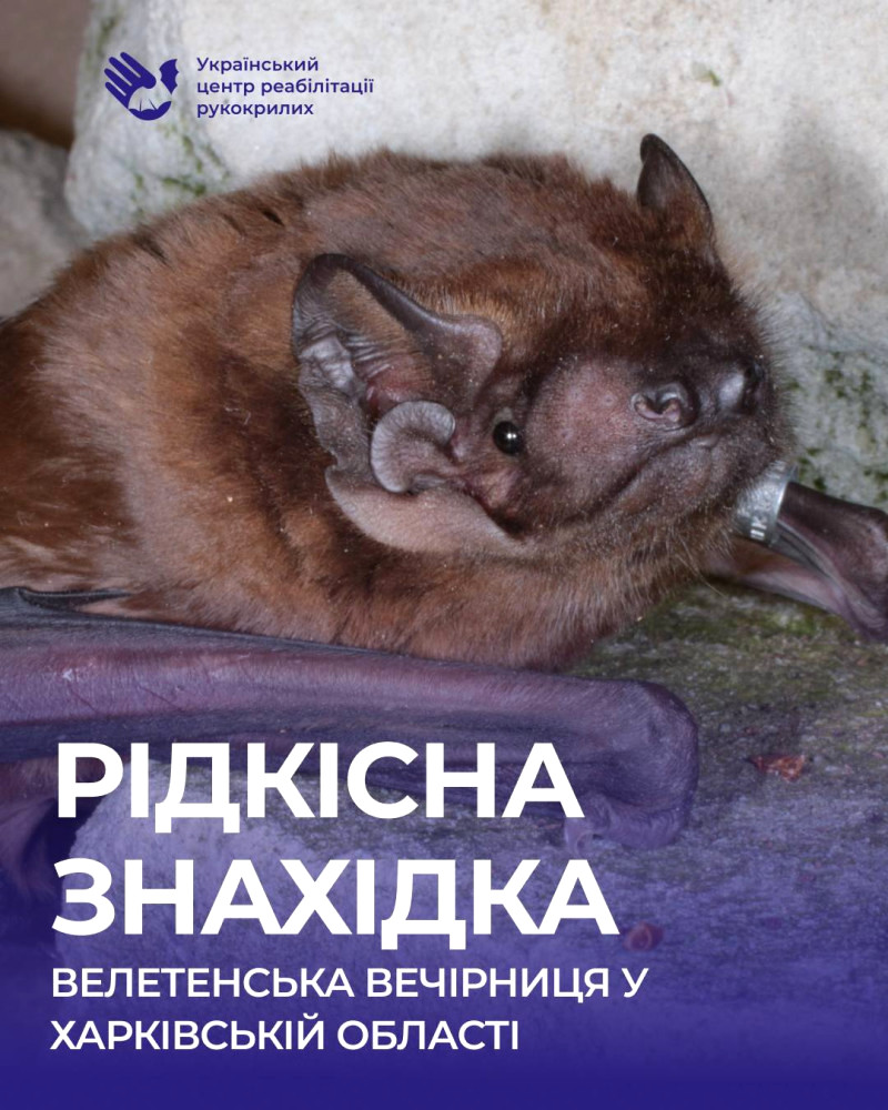 5651 image for slide