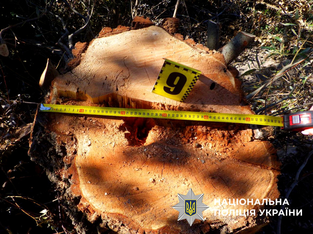 5935 image for slide